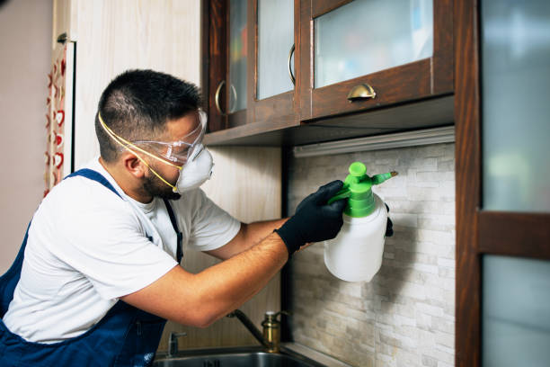 Best Ant Control Services  in Baywood Park, CA
