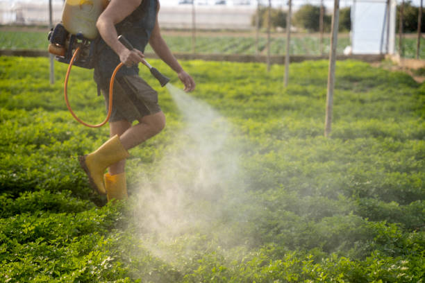 Best Best Pest Control Companies  in Baywood Park, CA