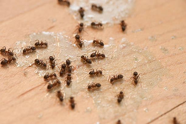 Best Pest Control Treatment  in Baywood Park, CA
