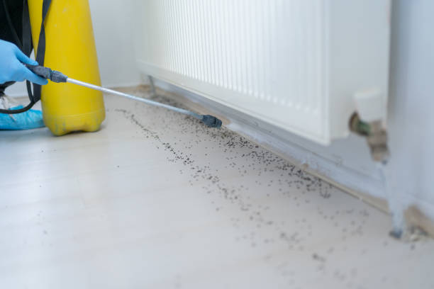 Best Best Pest Control Companies  in Baywood Park, CA